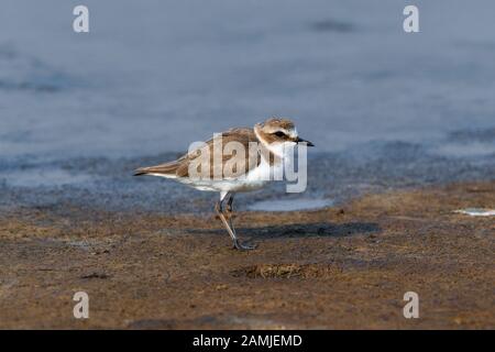 Il plover malese (Charadrius peronii) è un piccolo wader che nidi su spiagge e saline nel sud-est asiatico. Foto Stock