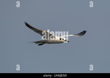 La lanterna a gabbiano (Gelochelidon nilotica), ex Sterna nilotica, è una lanterna della famiglia Laridae. Qui visto è un bambino. Foto Stock