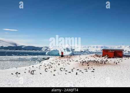 Pinguini Gentoo al porto di Mikkleson, Antartide Foto Stock