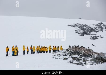 Isola Di Peterman, Penisola Antartica, Antartide Foto Stock