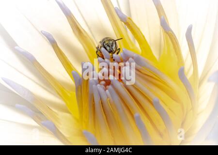 Ape di miele impollinato su un giglio di acqua nella composizione di natura Foto Stock