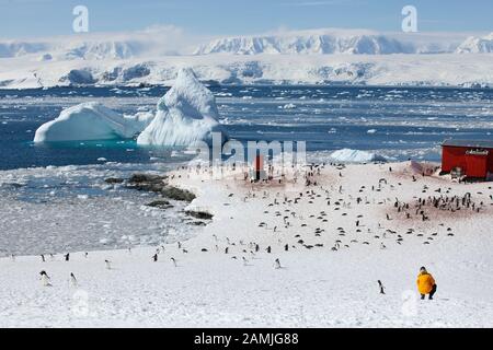 Turisti a gentoo colonia di pinguini, Mikkleson Harbour, Antartide Foto Stock