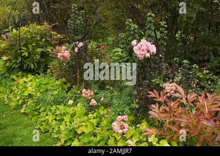 Confine con rosa 'Flower Carpet Appleblossom' - fiori di rosa in giardino privato cortile in autunno. Foto Stock