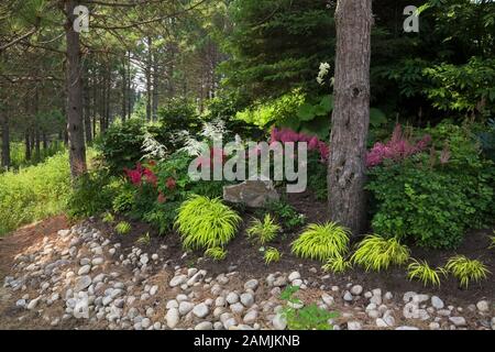 Confine con Hakonechloa macra 'All Gold' - Foresta Giapponese erba e fiori rosa, rosso e bianco Astilbe in giardino cortile in estate. Foto Stock