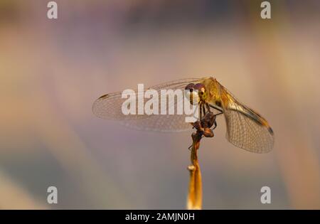 Una chiusura del volto di un arancione dragonfly in equilibrio su un ramo appassiti. Foto Stock