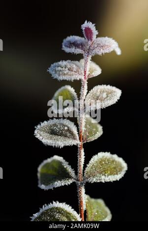 Primo piano di piccole foglie verdi su un ramo, ricoperte di cristalli di ghiaccio e gelo, su uno sfondo scuro con effetti di luce in formato verticale Foto Stock