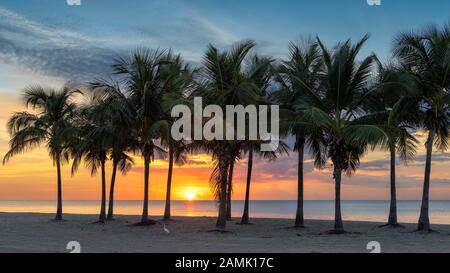 Palme sulla spiaggia di Miami Beach a sunrise, Florida. Foto Stock