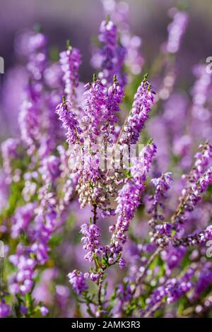 Le pelli di violetta in un legno crescono in natura. Foto Stock