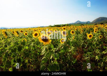 Girasole in campo con bella al tramonto. Foto Stock