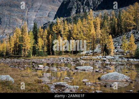 Bagliore d'oro delle Larve nel lago o'Hara in autunno, Parco Nazionale di Yoho, Canada Foto Stock