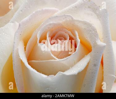 Primo piano di rosa chiaro o rosa pesca coperto da gocce d'acqua fini o spruzzi d'acqua. Foto Stock