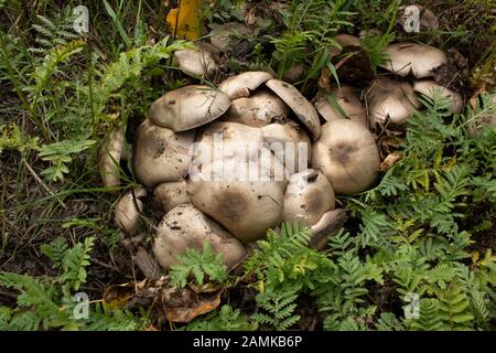 Agaricus cupreobrunneus, raccolta Brown Field Mushrooms vicino Callahan Creek, a Troy, Montana Agaricus cupreobrunneus Kingdom: Fungs Phylum: Basid Foto Stock