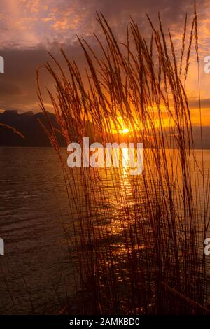 Tranquillo tramonto lago di Ginevra, Svizzera con fiori reed, sole splendente su una montagna Foto Stock