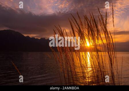 Tranquillo tramonto lago di Ginevra, Svizzera con fiori reed, sole splendente su una montagna Foto Stock