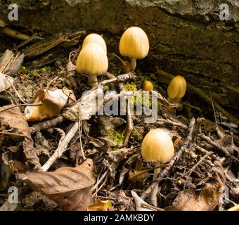 Mica Ink Cap Mushrooms (Coprinellus micaceus} che cresce in una zona boscosa, a Troy, Montana Foto Stock