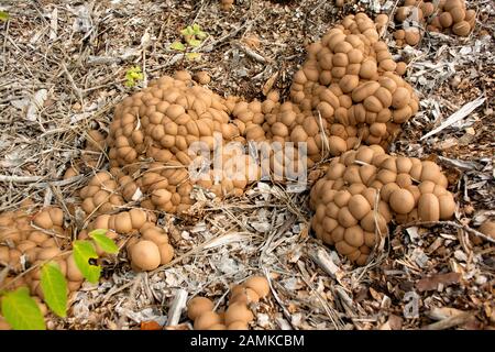 Lycoperson pirforme, palla di puffball a forma di pera, palle di puffump che crescono su pacciame di legno in una zona boscosa sopra il lago di toro, nella Contea di Lincoln, Montana Lycope Foto Stock