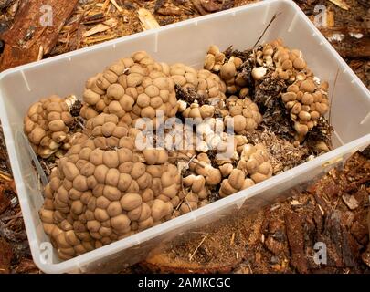 Lycoperson pirforme, palla di puffball a forma di pera, palle di puffump che crescono su pacciame di legno in una zona boscosa sopra il lago di toro, nella Contea di Lincoln, Montana Lycope Foto Stock