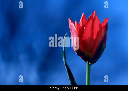 Tulipano rosso brillante in primo piano su un contrasto classico sfondo blu. Concetto di giorno di San Valentino con copyspace. Foto Stock