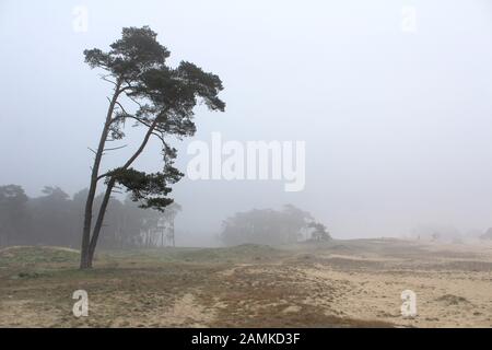Un albero unico in una giornata molto mistrosa a Wekeromse sabbia vicino Ede in Gelderland, nei Paesi Bassi. Si tratta di un'area di sabbia da derapare che si trova nell'Europa settentrionale. Foto Stock