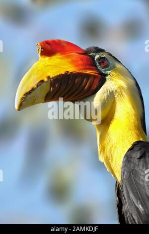 Stropicciata Hornbill Foto Stock