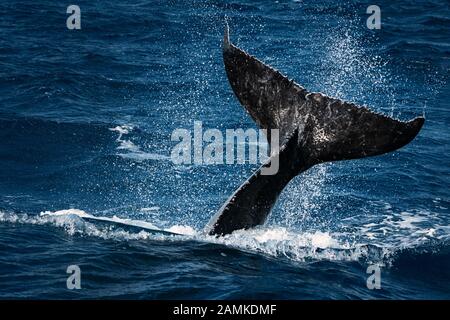 fluke gigante di una balena Humpback. Foto Stock