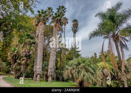 Palme nel Giardino Botanico di Trastevere, Roma Italia Foto Stock