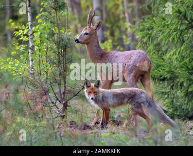 Red Fox e Capriolo camparison dimensione nella foresta - cacciatore e preda insieme Foto Stock