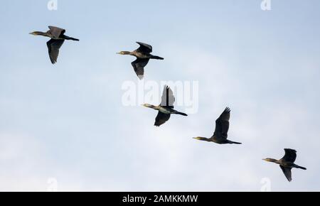 Cinque cormorani volare insieme nel cielo blu Foto Stock