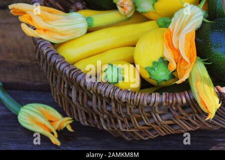 La raccolta di zucchine. Fresh squash giacente nel cestello. Zucca fresca prelevata dal giardino. Alimenti biologici concept Foto Stock