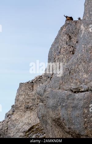 Camoscio d'Abruzzo o Camoscio appenninico Foto Stock