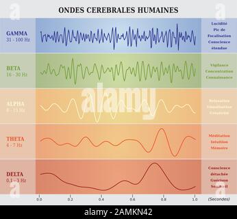 Cervello umano schema onde in cinque colori con spiegazioni - Lingua Francese Illustrazione Vettoriale