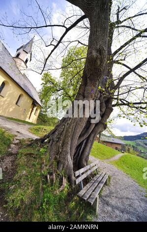 Percorso ciclabile intorno a Schliersee: Nella foto l'antico tiglio del vigneto sopra Schliersee, sullo sfondo il Georgskirchlein. [traduzione automatizzata] Foto Stock