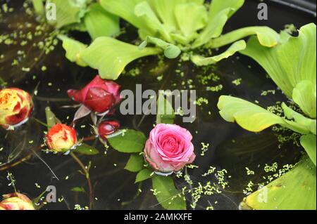 Il 20th Rose Show nel Giardino Botanico è a tema '200 anni di Blush Noisette'. Nella foto diverse varietà di rose. [traduzione automatizzata] Foto Stock