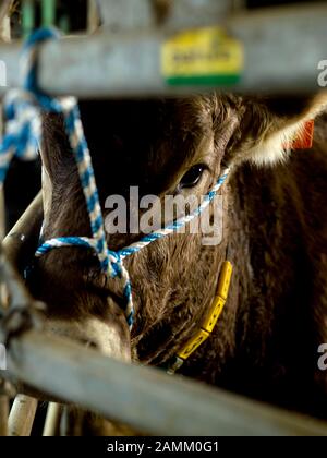 Il cow-fitter ed il giovane coltivatore Nicole Nägele gli stili una mucca dal suo fienile domestico a Seeg in Ostallgäu per un'esposizione animale. [traduzione automatizzata] Foto Stock