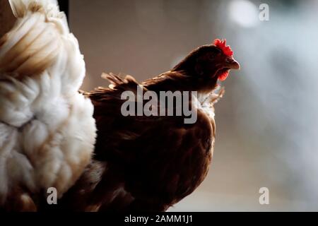 Polli biologici a libera gamma presso lo Stanglhof a Olching. [traduzione automatizzata] Foto Stock
