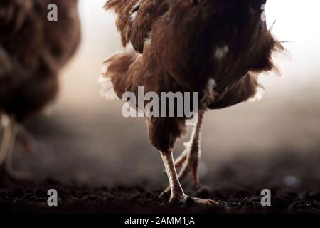 Polli biologici a libera gamma presso lo Stanglhof a Olching. [traduzione automatizzata] Foto Stock