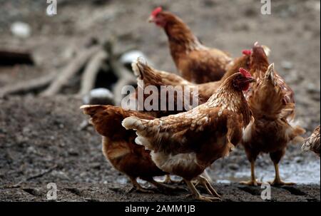 Polli biologici a libera gamma presso lo Stanglhof a Olching. [traduzione automatizzata] Foto Stock