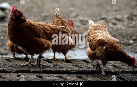 Polli biologici a libera gamma presso lo Stanglhof a Olching. [traduzione automatizzata] Foto Stock