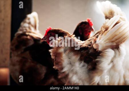 Polli biologici a libera gamma presso lo Stanglhof a Olching. [traduzione automatizzata] Foto Stock