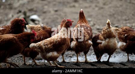 Polli biologici a libera gamma presso lo Stanglhof a Olching. [traduzione automatizzata] Foto Stock