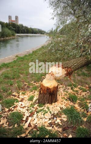 Un castoro ha abbattuto un albero sull'Isar tra il ponte Reichenbach e il ponte Wittelsbach. [traduzione automatizzata] Foto Stock