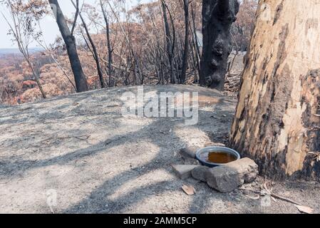 Il Gospers Mountain Mega-Fire ha bruciato attraverso oltre 500.000 ettari di cespuglio, fattorie e case di persone. Nel sobborgo di Bilpin il fuoco saltò la Bells Line of Road a fine dicembre e bruciò case, frutteti di mele e negozi che rendono la zona famosa. Questa immagine presa non lontano da Bilpin mostra un contenitore d'acqua messo fuori da un volontario locale per aiutare qualsiasi avifauna sopravvissuta e altri animali. A partire dal 14 gennaio 2020 l'incendio è ancora in fiamme, ma è classificato come "Contenuto" e tutte le strade colpite sono ora aperte al traffico. Foto Di Credito Stephen Dwyer Alamy News Foto Stock