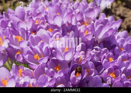 Il croco in primavera - l'ape occupata trova il primo cibo e impollinati - Crocus [traduzione automatizzata] Foto Stock