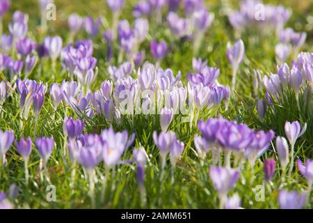 Il croco in primavera - l'ape occupata trova il primo cibo e impollinati - Crocus [traduzione automatizzata] Foto Stock