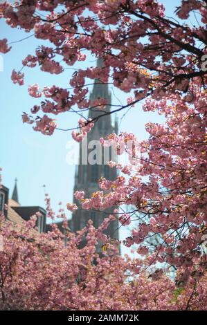 Alberi in fiore nel quartiere Giesing di Monaco. Sullo sfondo si può vedere la Chiesa della Santa Croce. [traduzione automatizzata] Foto Stock