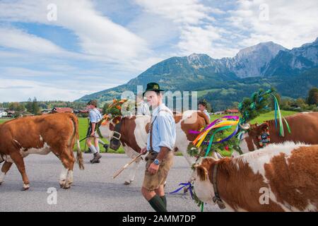 All'Almabtrieb, dal Saletalm sopra la Königssee al Seelände e sede della scuderia locale nel Schönau, Berchtesgadener Land, alta Baviera, Germania [traduzione automatizzata] Foto Stock