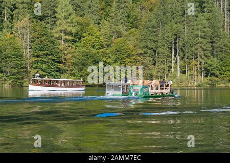 All'Almabtrieb, dal Saletalm sopra la Königssee al Seelände e sede della scuderia locale nel Schönau, Berchtesgadener Land, alta Baviera, Germania [traduzione automatizzata] Foto Stock