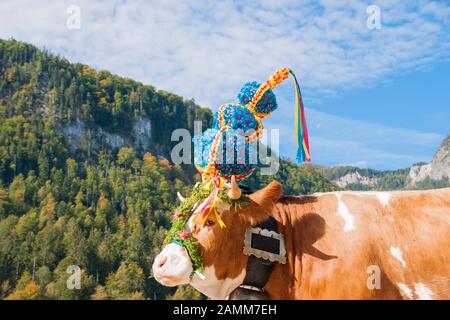 All'Almabtrieb, dal Saletalm sopra la Königssee al Seelände e sede della scuderia locale nel Schönau, Berchtesgadener Land, alta Baviera, Germania [traduzione automatizzata] Foto Stock
