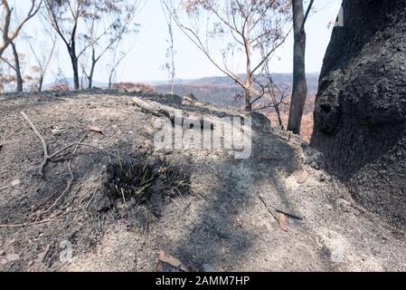 Il Gospers Mountain Mega-Fire ha bruciato attraverso oltre 500.000 ettari di cespuglio, fattorie e case di persone. Nel sobborgo di Bilpin il fuoco saltò la Bells Line of Road a fine dicembre e bruciò case, frutteti di mele e negozi che rendono la zona famosa. Questa immagine presa non lontano da Bilpin mostra appena alcuni nuovi germogli verdi che crescono da una pianta di erba autoctona charred dopo pioggia leggera recente. A partire dal 14 gennaio 2020 l'incendio è ancora in fiamme, ma è classificato come "Contenuto" e tutte le strade colpite sono ora aperte al traffico. Foto Di Credito Stephen Dwyer Alamy News Foto Stock