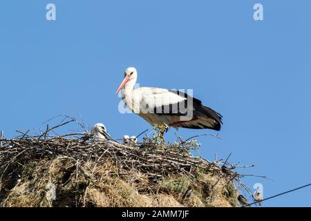 Cicogna bianca (Ciconia ciconia) in piedi sul bordo del suo nido contro un cielo azzurro chiaro con diversi uccelli all'interno Foto Stock